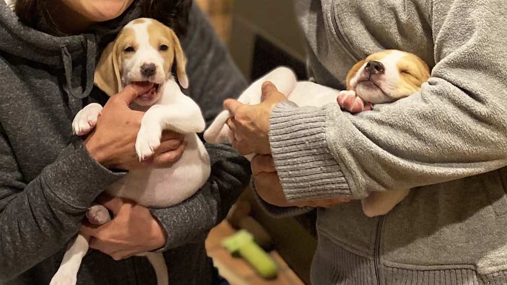 犬の繁殖をするには？交配の適齢期や注意点を解説