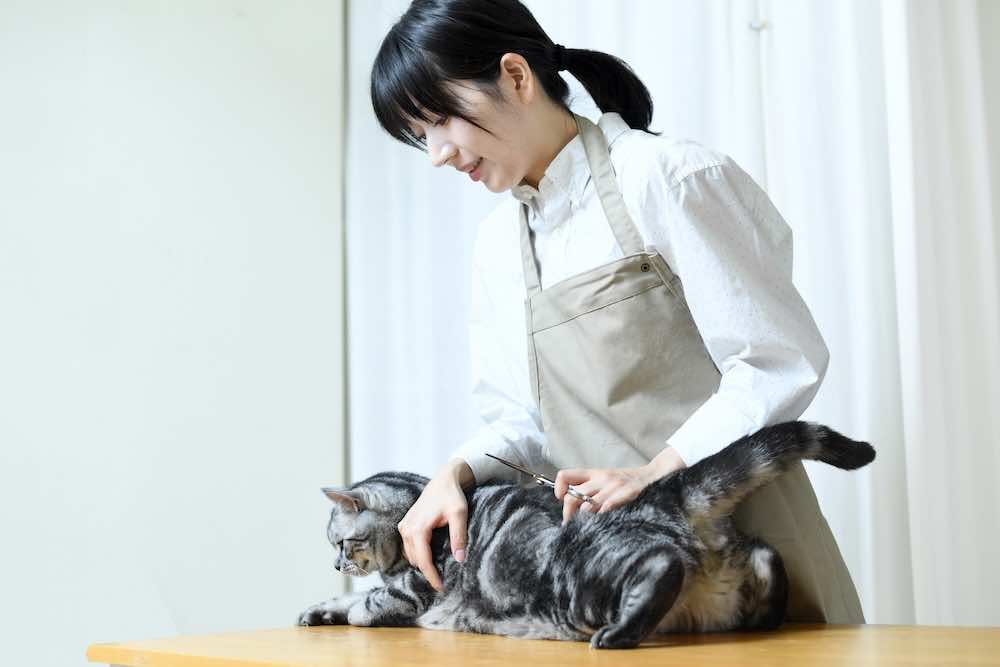 猫のトリミングとは？方法・注意点・頻度を徹底解説